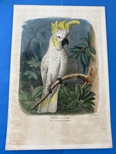 vecchia stampa uccelli di