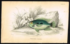 Stampa pesce jardine 1843 -