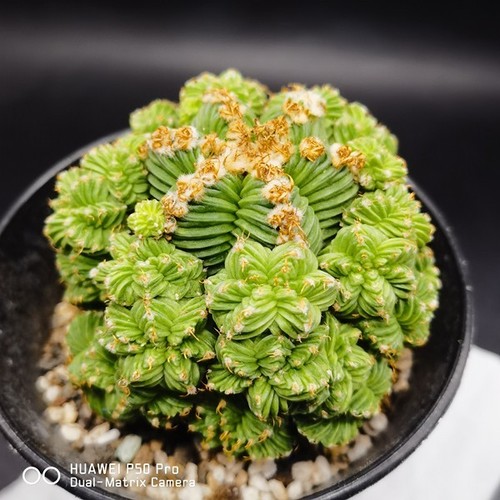 Casuale aztekium copiapoa - casuale!--aztekium, --copiapoa