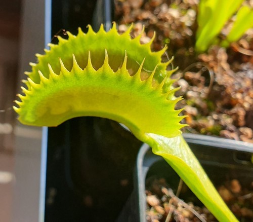 Dionaea muscipula dentata - muscipula, a