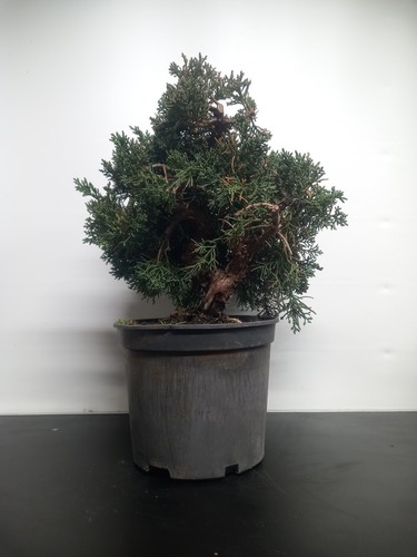 Bonsai ginepro kishu n2 - ginepro,