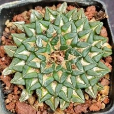 ARIOCARPUS KOTSCHOUBEYANUS v