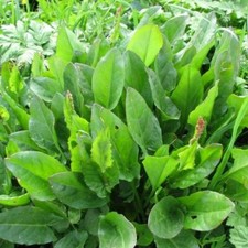 100 semi di RUMEX ACETOSA o ACETOSELLA + OMAGGIO