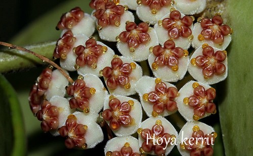 Hoya kerrii size - size, pot