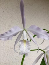 Cattleya maxima var coerulea