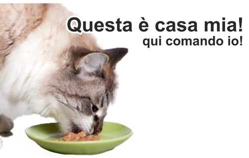 Attenti cane al - al,