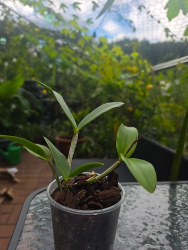 Cattleya forbesii orchidea