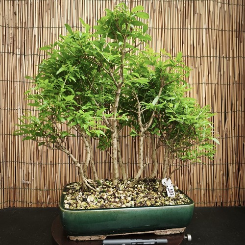 Bonsai bosco melograno h - bosco,