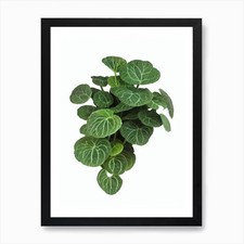 Pianta nervosa (Fittonia