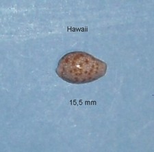 Cypraea Helvola   Hawaiensis        Hawaii   15,5 mm