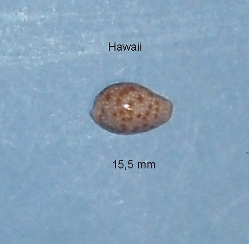 Cypraea helvola hawaiensis - helvola,