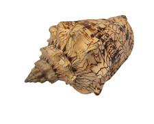 Conchiglia Shell VOLUTA EBRAEA