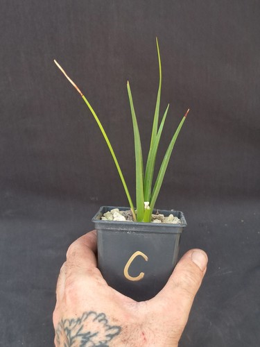 Dracaena cinnabari - , (socotra)