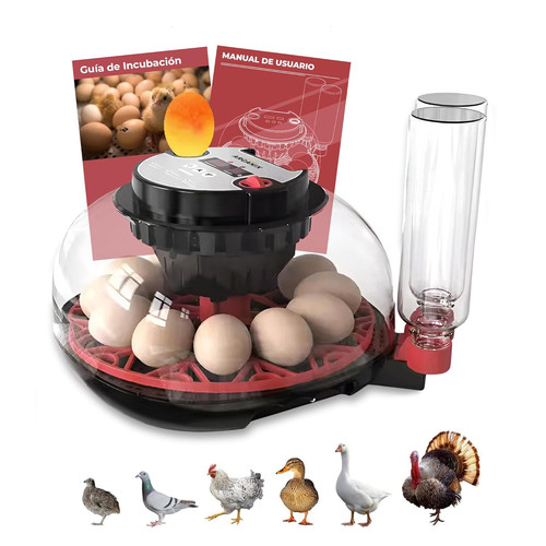 Incubatrice uova gallina - incubatrice,