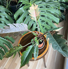 Grande pianta di marmo