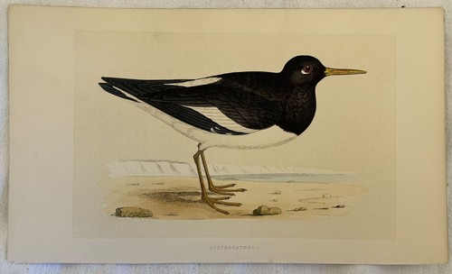 Morris oystercatcher - morris,