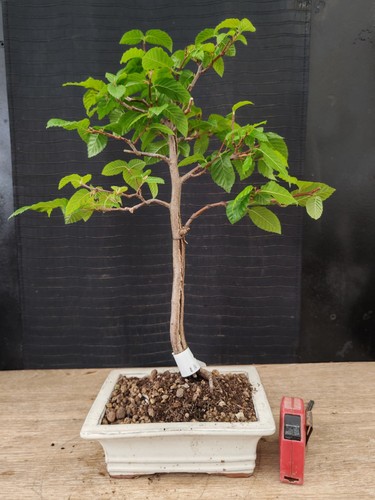 Bonsai carpino h 44 - carpino, cm