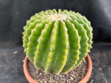 ECHINOCACTUS GRUSONII V