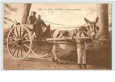 17.ILE Di Re.le BOIS.L Asino