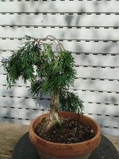 Bonsai di Ginepro SABINA española SHARI!!
