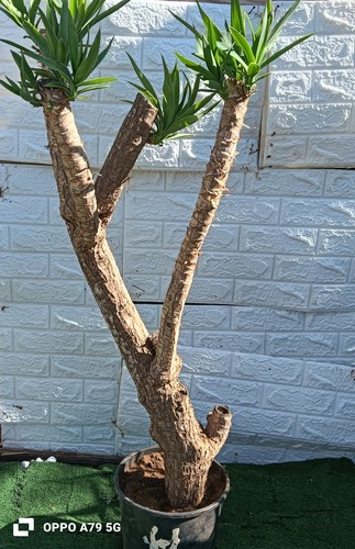 Jucca elefantina - jucca,
