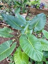 Alocasia Macrorrhizos “ORECCHIE DI ELEFANTE”- Piante Da 35 cm foto reali
