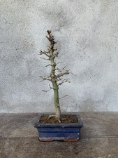 Bonsai di Acero Palmato