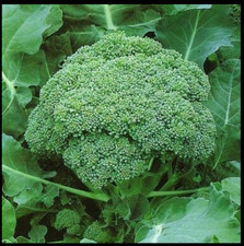 CALABRESE Broccoli 500 - 4000 SEMI GERMOGLIAMENTO VERDE CIMELIO DELIZIOSO NON OGM B