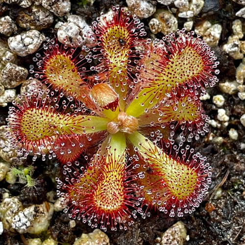 Drosera venusta pianta - venusta,