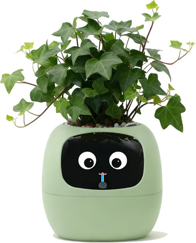 Ivy vaso da fiori - ivy,