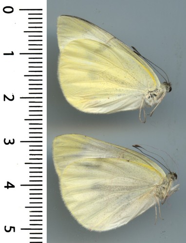 Pieridae couple - pieridae,