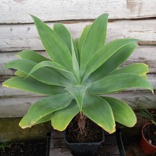 Agave attenuata, altezza