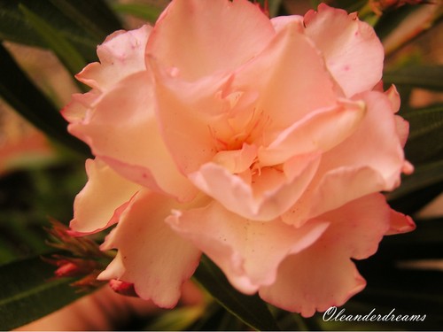 Talee oleandro provenza - oleandro,