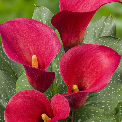 Bulbi calla resistenti - di,