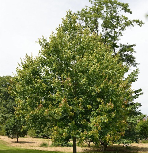 Rotahorn october glory 100 125 - glory, 100-125