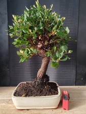 bonsai  quercia da sughero  h 47 cm visita il negozio