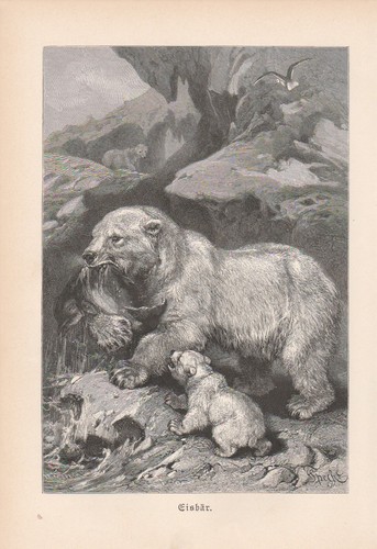 Orso polare pesca - in, incisione