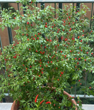 Semi di Micro Peperoncini