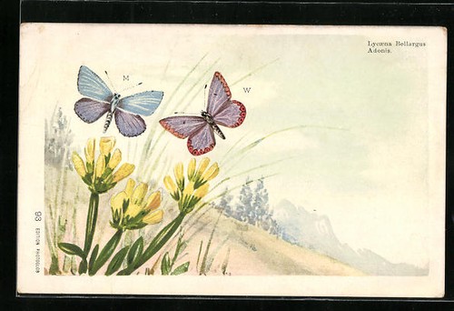 Litografia farfalle adone - di,