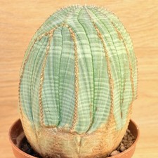 Euphorbia obesa ,  pot 10 cm