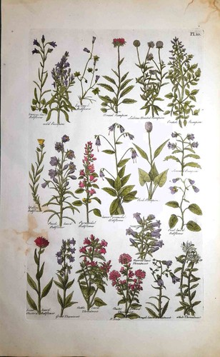 Stampa antica botanica - antica,