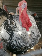 Uova Feconde di Tacchino