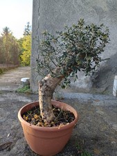 Ulivo Bonsai Vaso 30 - Olivo Olea europea Bonsai - Pianta Ornamentale