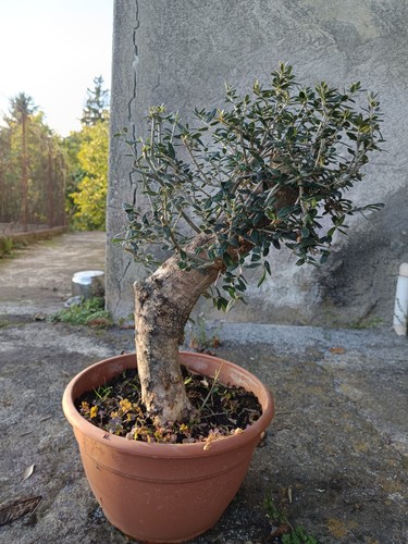 Ulivo bonsai vaso olivo - bonsai,