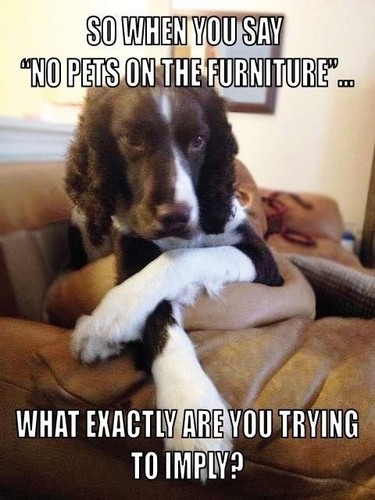 Springer spaniel magnete - spaniel,