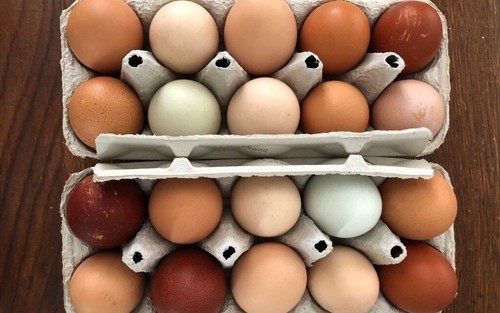 Uova fertili feconde delle - -,