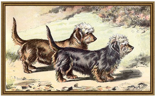Dandie dinmont terrier - le,