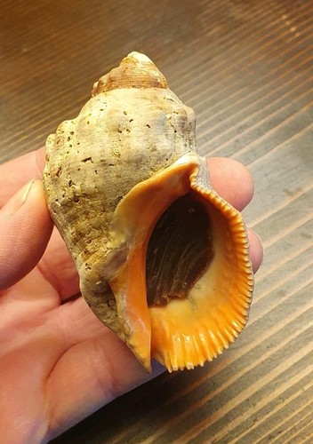 Thais haemastoma gerontica - haemastoma,