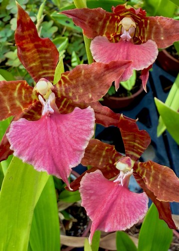 Odontoglossum bictoniensis