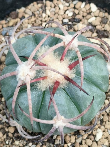 Rara pianta succulenta
